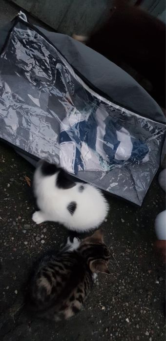 Kotki bezdomne do adopcji
