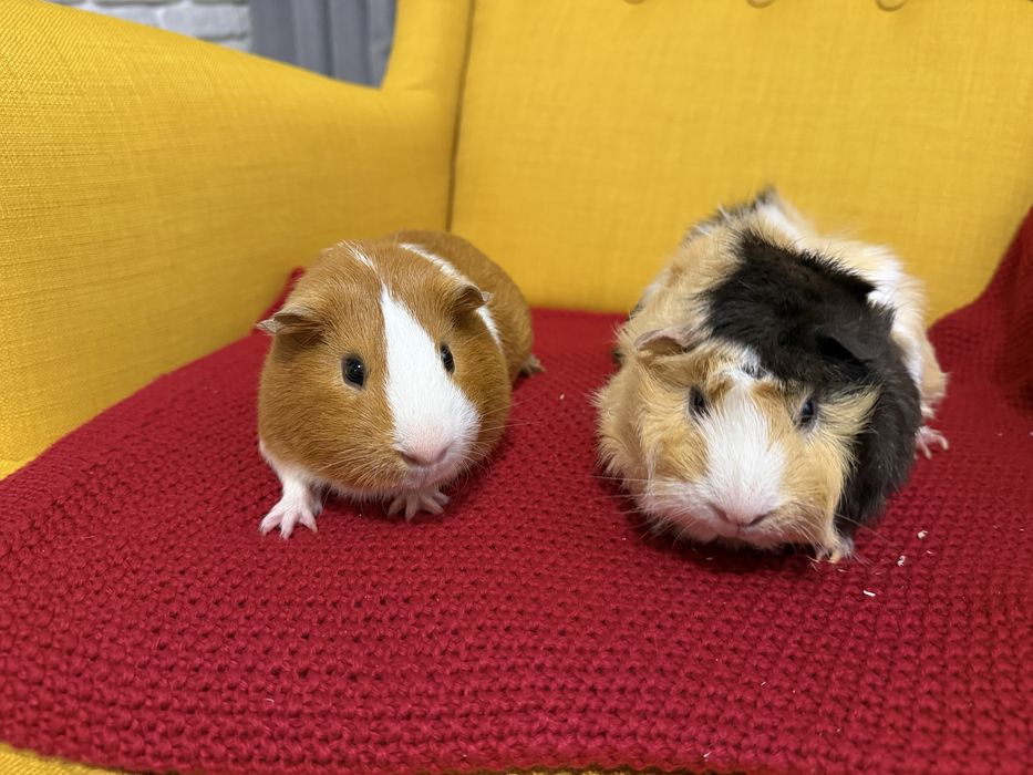 Świnki morskie samce