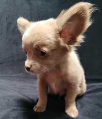 Chihuahua chłopczyk Billy