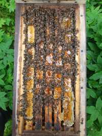 Odkłady pszczele Dadant pszczoła Buckfast KB