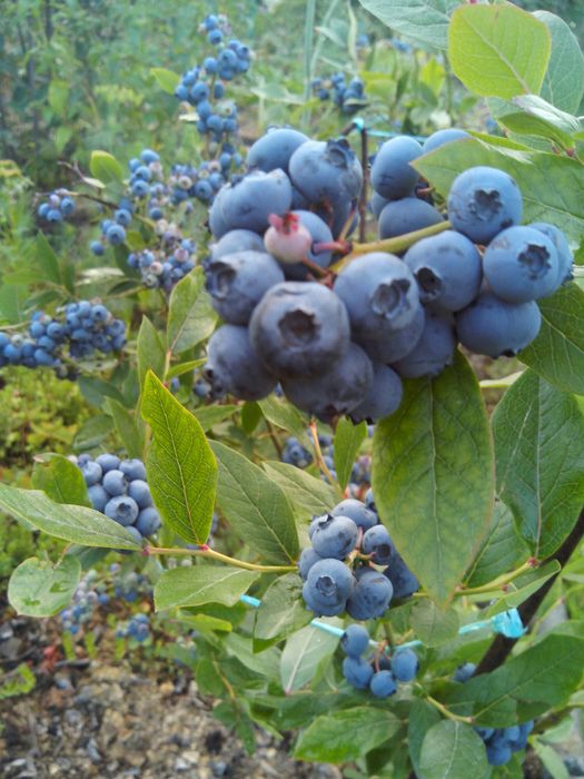 актинідія жимолость гумі фундук