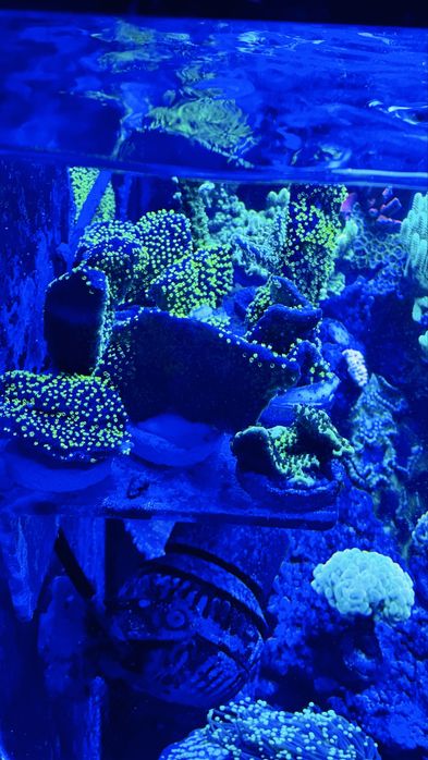 Montipora Star Wars koralowiec akwarium morskie