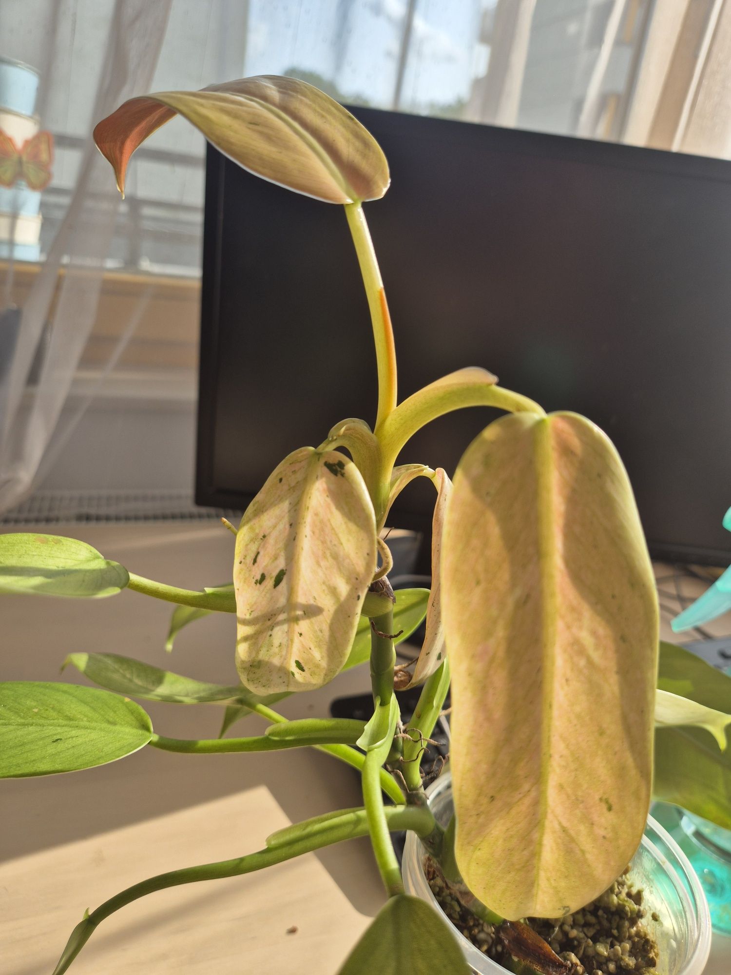 Philodendron Whipple Way