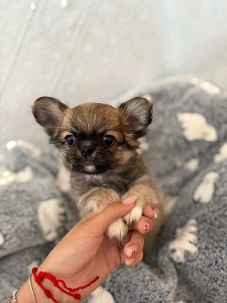 Chihuahua machinho pêlo comprido