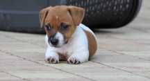 Suczka Jack Russell Terrier z hodowli "BREFIO "/bad.genetyczne