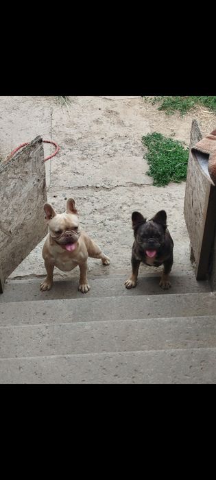 Дівчинка флафі французький бульдог