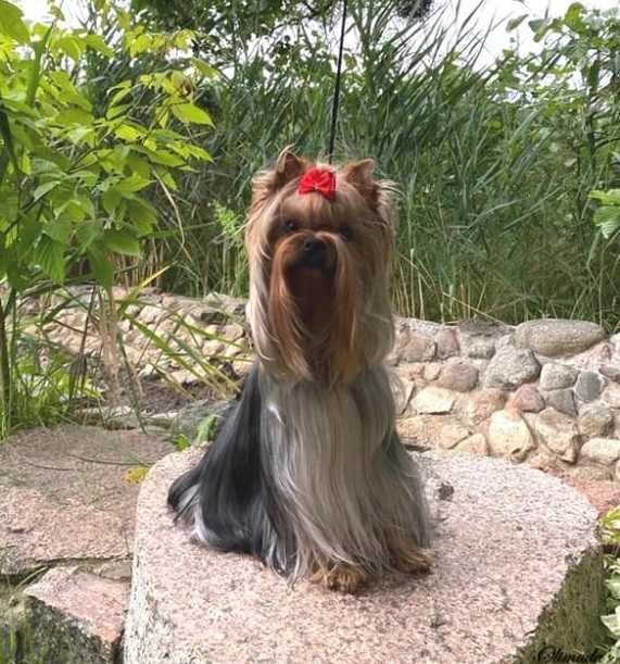 Yorkshire terrier - York - śliczna suczka z PRAWDZIWYM rodowodem FCI