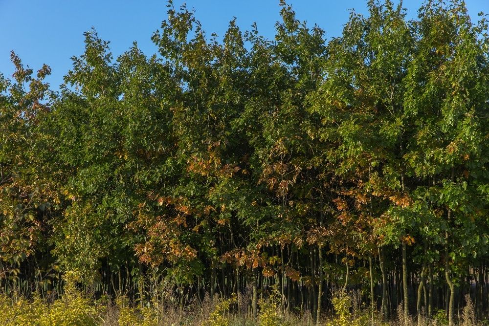 Dąb Czerwony (Quercus Rubra), obwód 8-10 cm, z gruntu