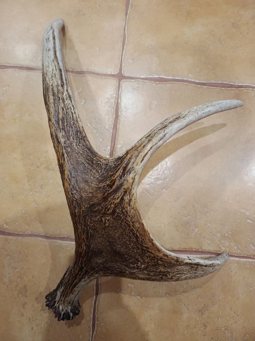 Рог лося натуральний