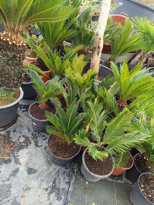 Sica/ Cyca para jardim