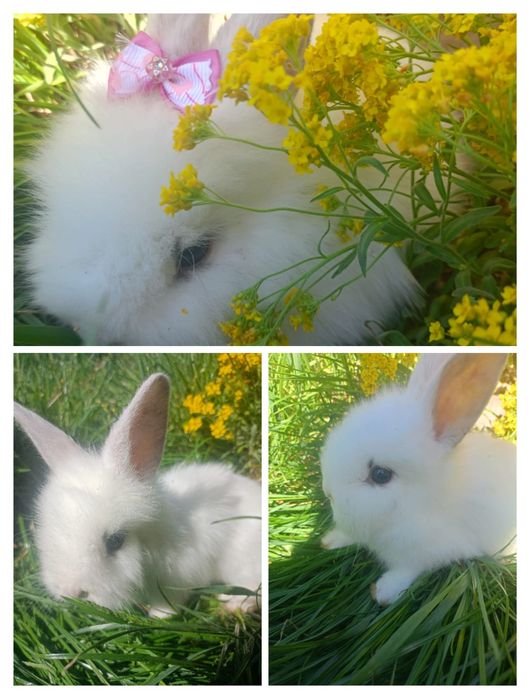 Króliczki miniaturki