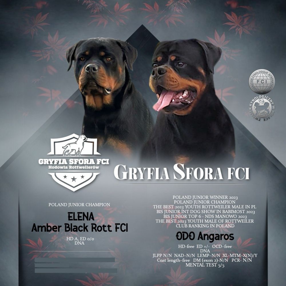 Szczeniak Rottweiler GRYFIA SFORA FCI