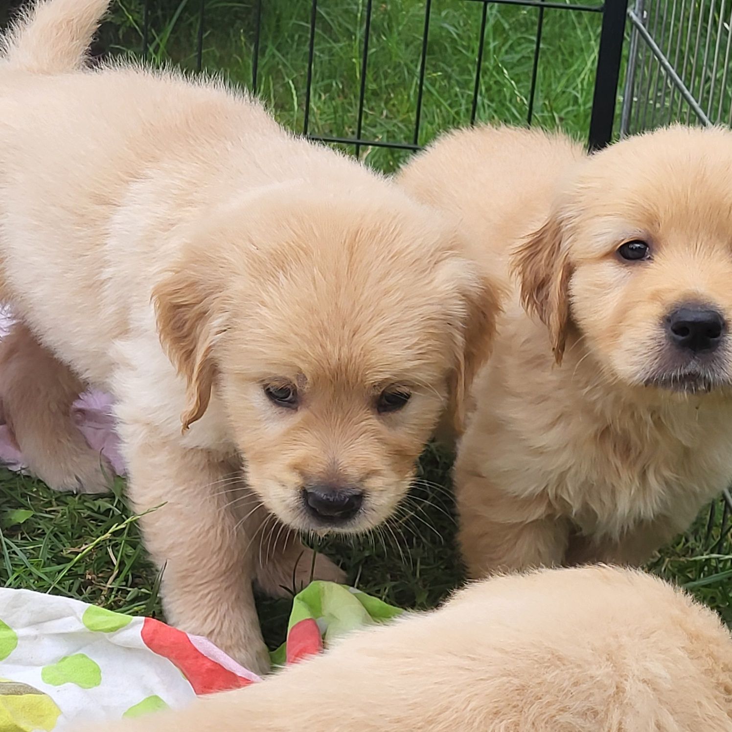 Golden retriever pies samiec 4 pokoleniowy rodowód badania
