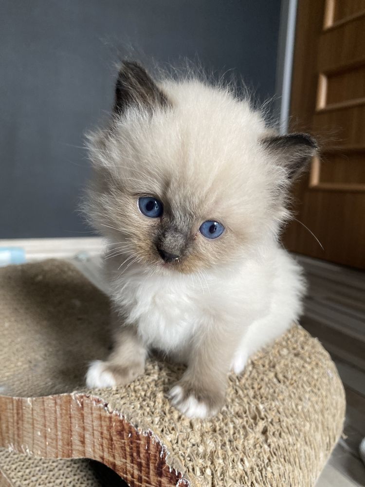 Puchaty kocurek Ragdoll