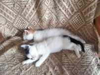 maluchy polecja sie do adopcji