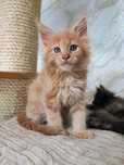 Kocurek Maine Coon rudasek