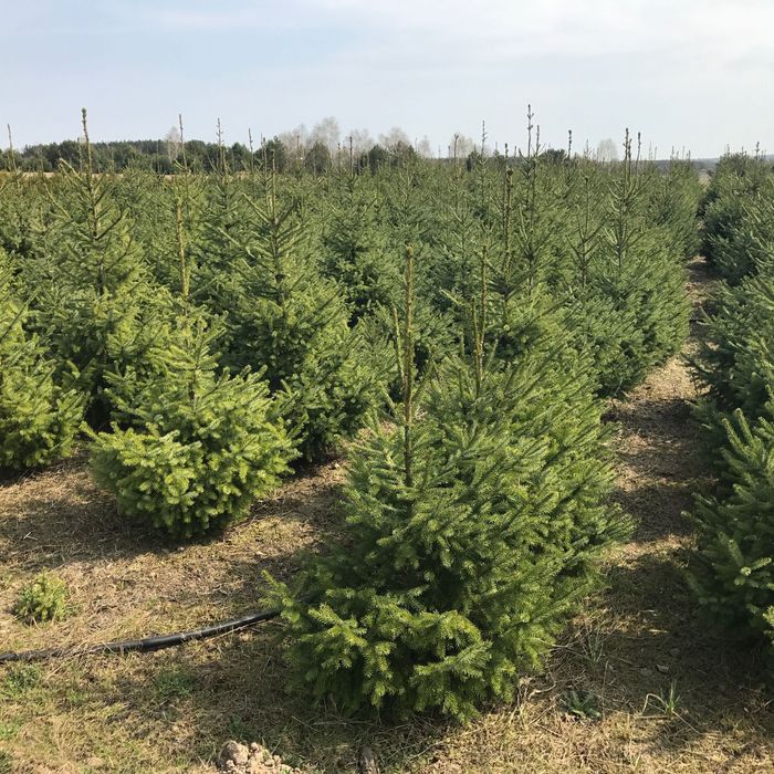 Świerk serbski Picea omorica 140-170 cm żywopłot