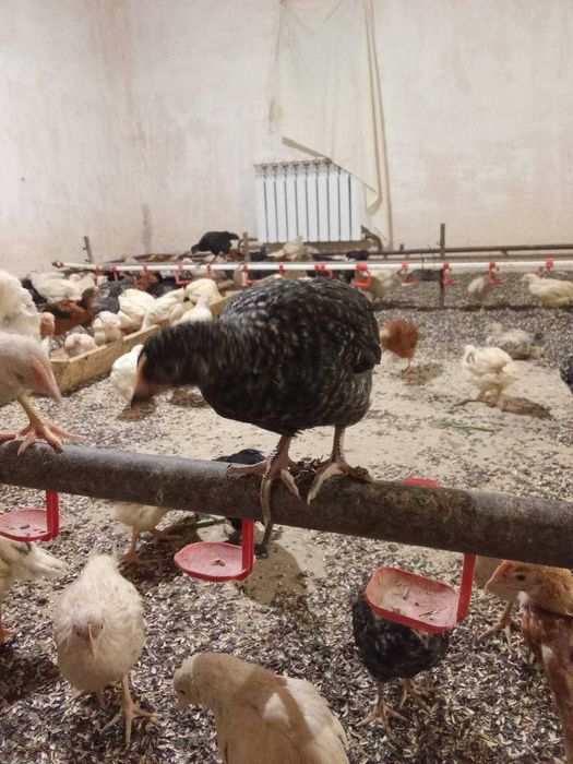 продам! КУРИ молодка та річна! Костопіль!доставка безкоштовна!