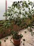 Plantas de grande porte