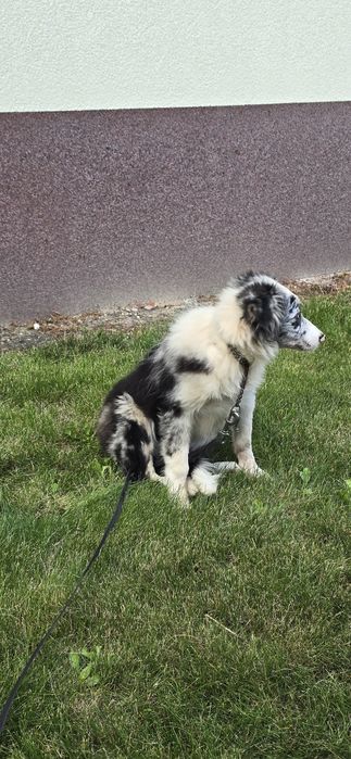 Border Collie suczka