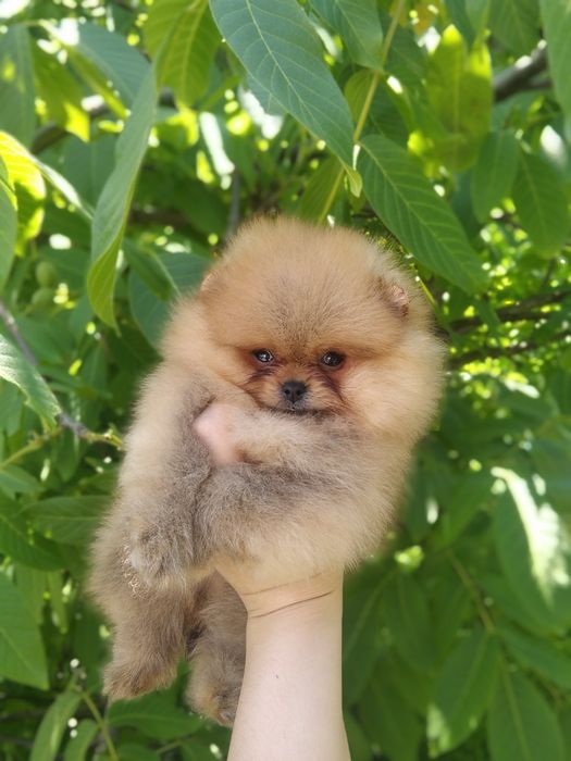 Хлопчик шпіц мішка