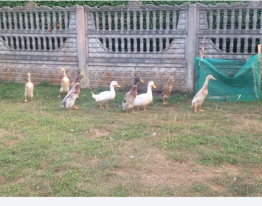 Kaczki biegusy indyjskie