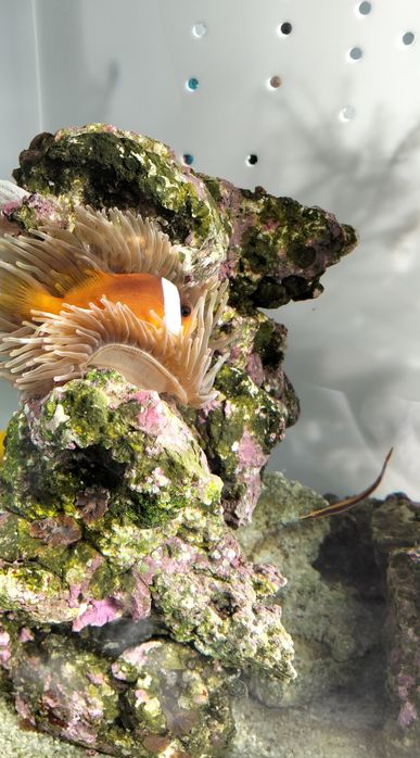 Vende-se rocha com anémona e peixe