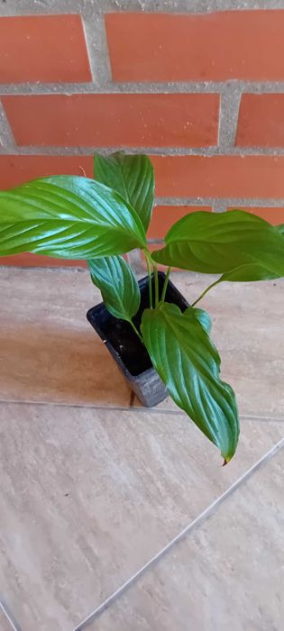 Lirio da Paz em vaso