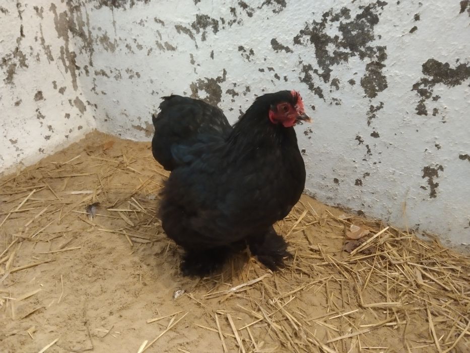Kochin miniatura kura czarna młoda
