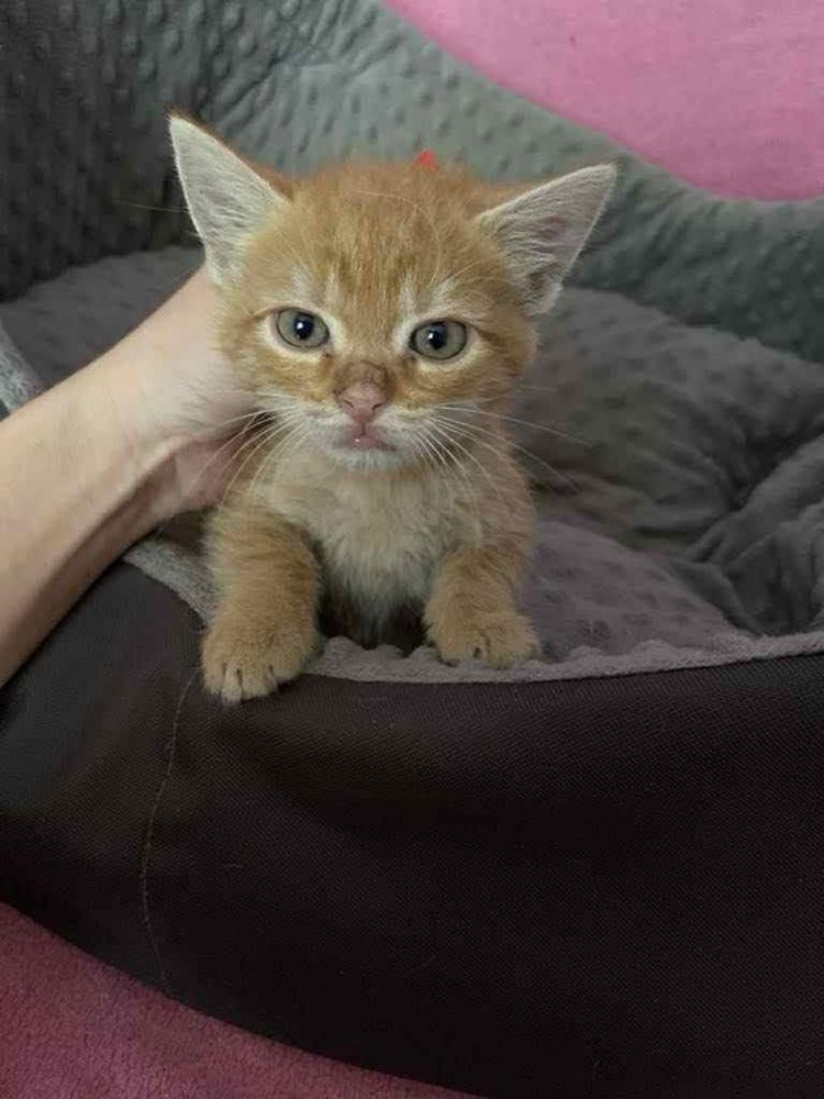 Kotek Rumianek do adopcji