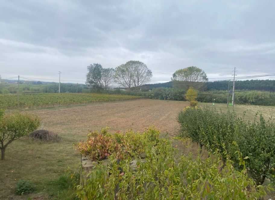 Terreno Agrícola com Poço, Furo e Árvores de Fruto – 5,000 m² +-