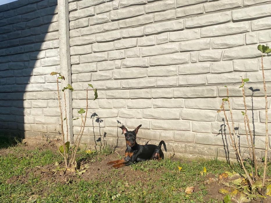 Цвергпінчер кабель