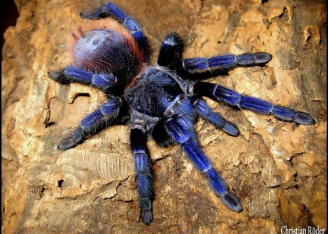 Pterinopelma sazimai