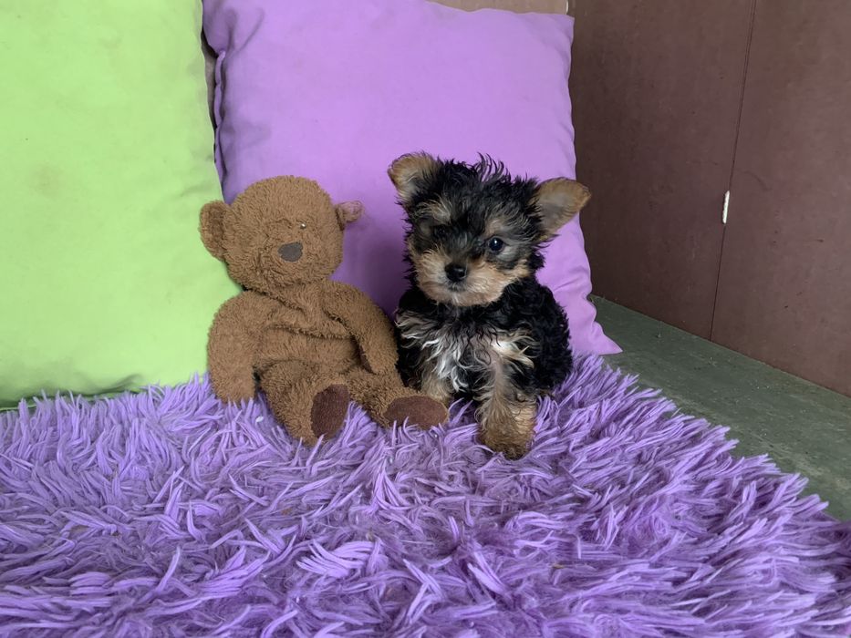 Yorkshire Terrier bebé