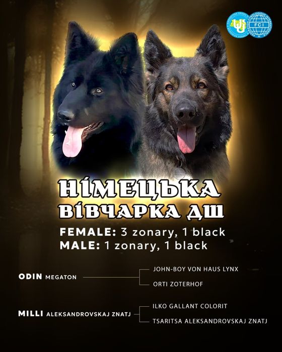 Цуценята німецької вівчарки зонарного окрасу довгошерсті