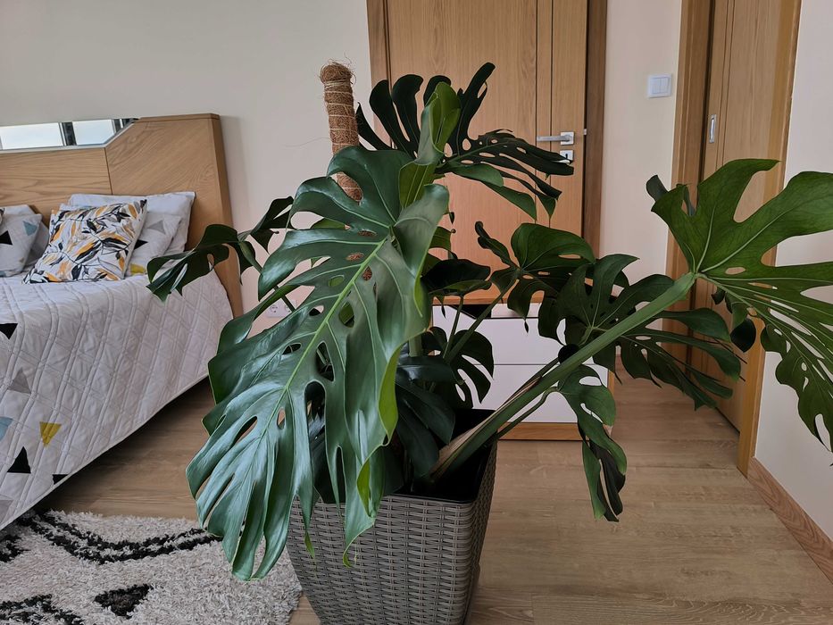 Monstera Deliciosa (Costela-de-Adão)