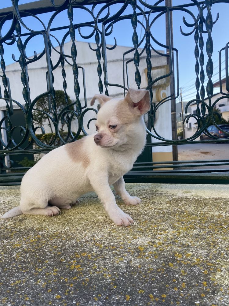 Chihuahua  macho mini excelente lhos verdes