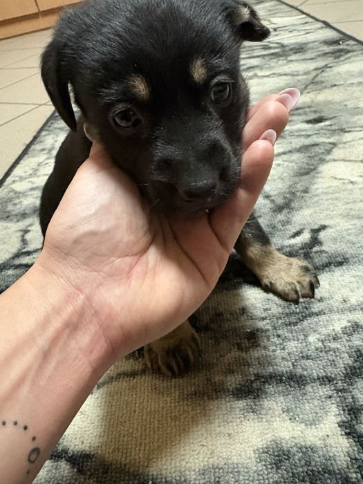 Oddam w dobre rece szczeniaki