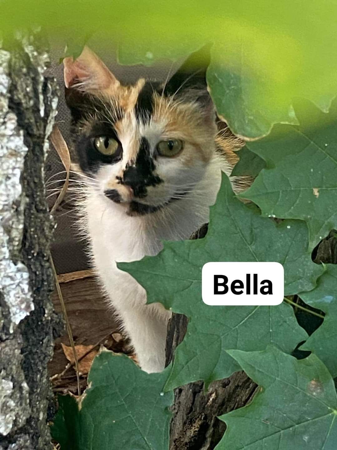 Cudna kotka trikolorka Bella poleca się do adopcji