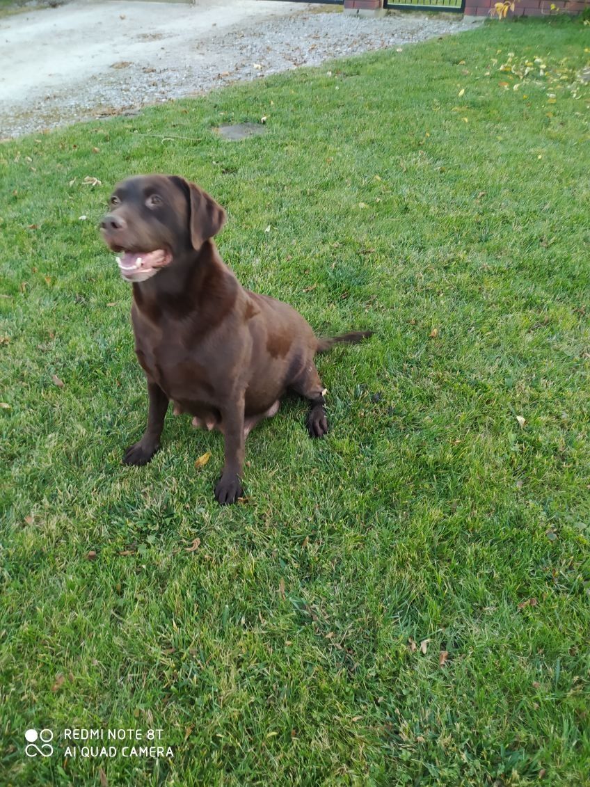 Suka labradora czekoladowa