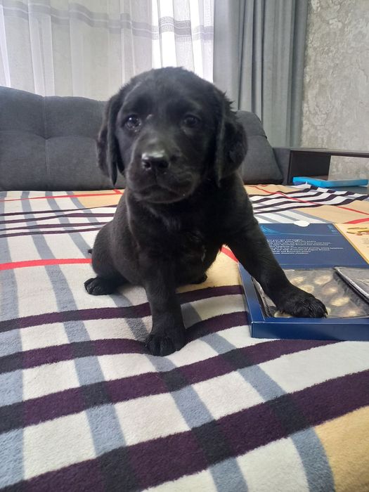 Цкценята лабрадори