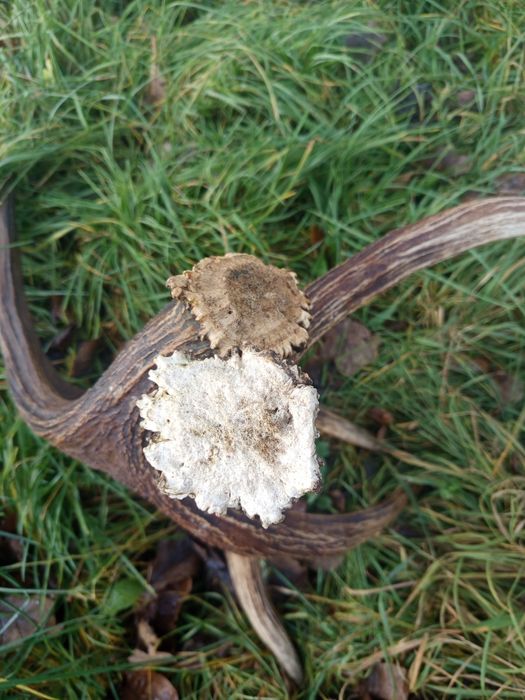 Poroże/ łopaty Łosia