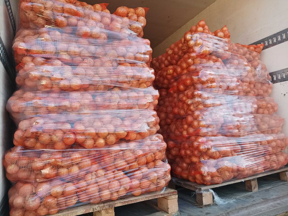 Cebula dymka Herkules