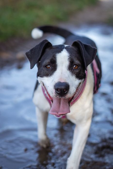 Zara szuka domku Schronisko Nadzieja Napierki