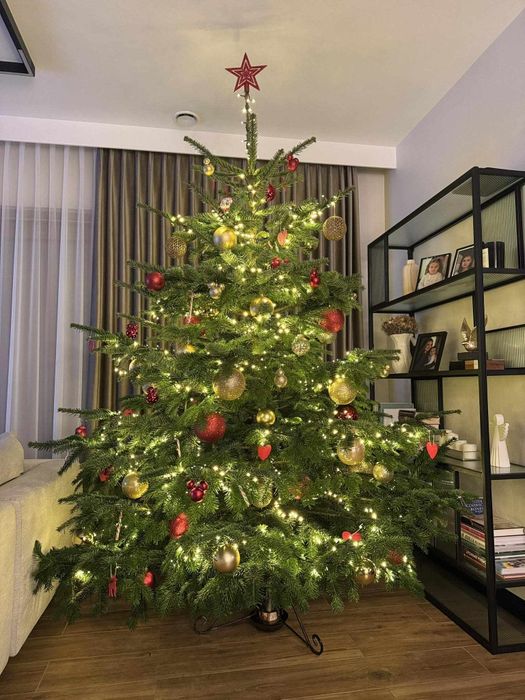 Choinki Jodła Kaukaska