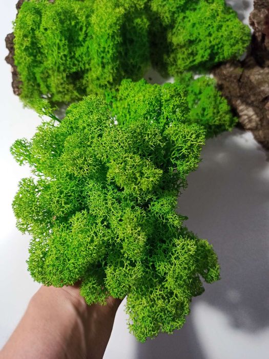 Стабілізований мох ягель очищений 1 кг