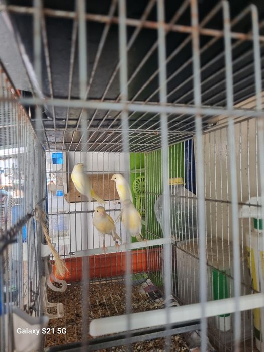 Canários Laguertes e Moisaicos