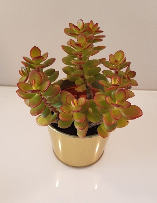 Suculentas - CRASSULA ovata / CRASSULA perforata e KALANCHOE tomentosa