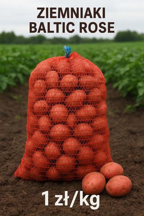 Ziemniaki Baltic Rose – 1 zł/kg – ekologiczne, bez nawozów