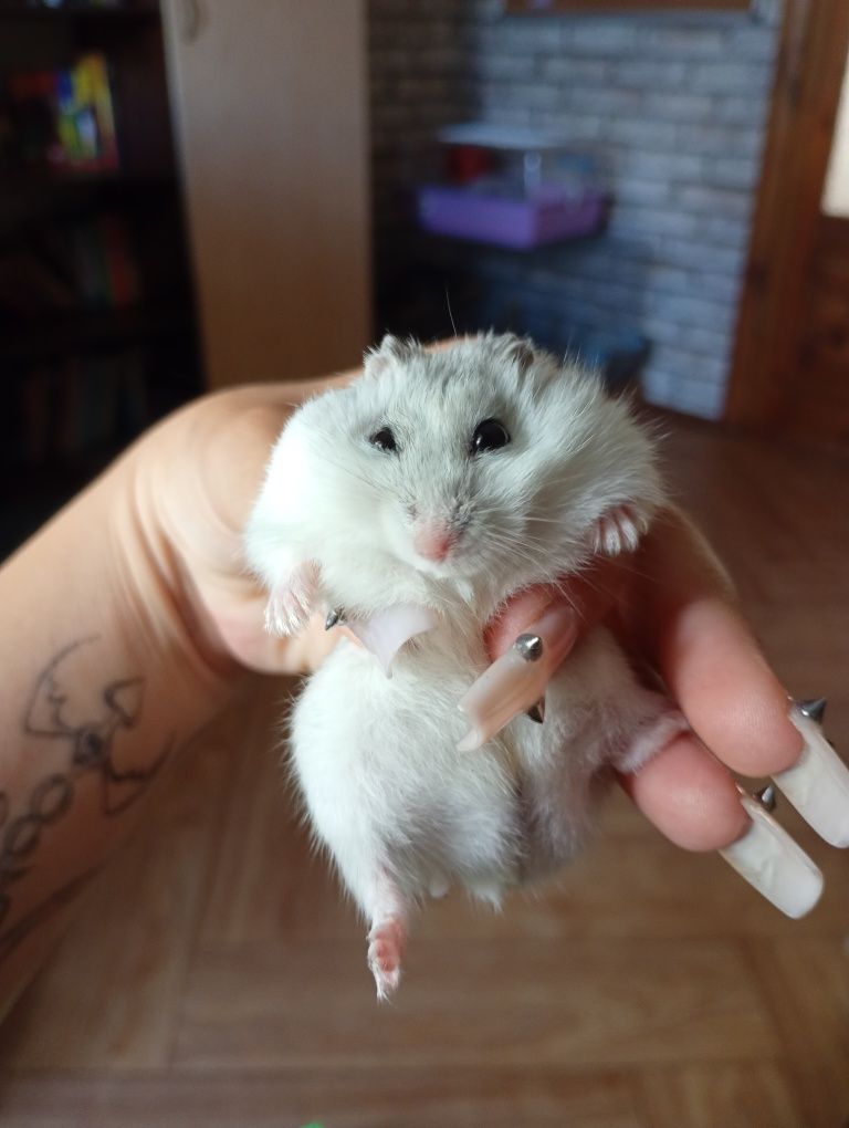 хом'ячок джунгарик